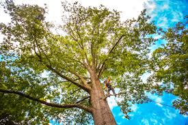 Best Residential Tree Removal  in USA